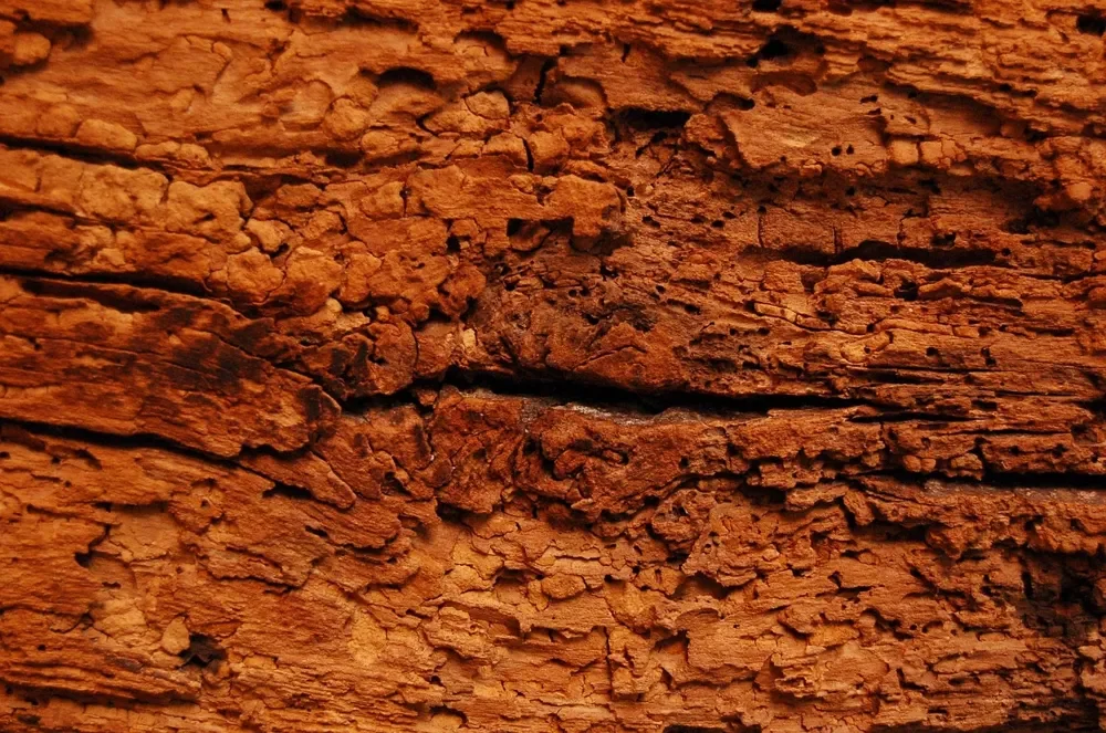 Crumbling old timber surface with many small holes, the kind of damage that needs an active-versus-old check