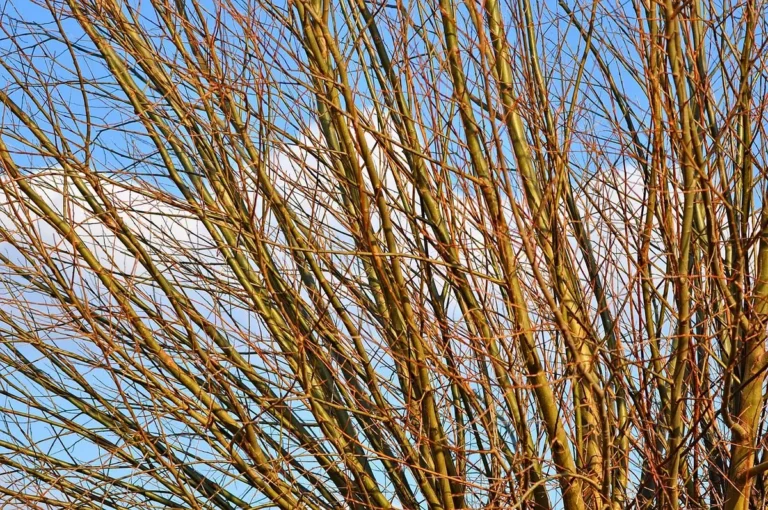 Bare willow branches against a blue sky