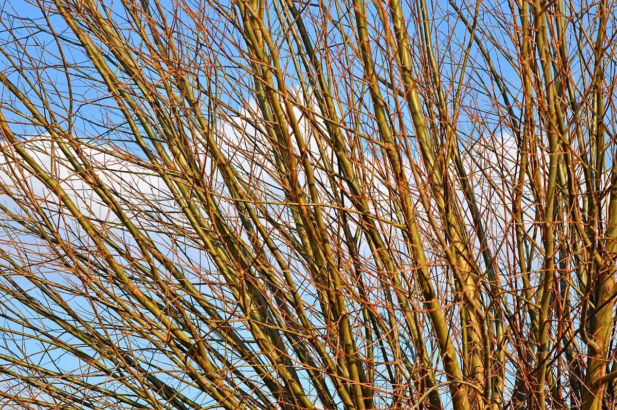 Bare willow branches against a blue sky