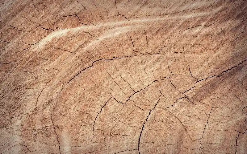 Close-up of raw wood end grain showing the porous rings where tannins and stain migrate unevenly Close-up of raw wood end grain showing the porous rings where tannins and stain migrate unevenly