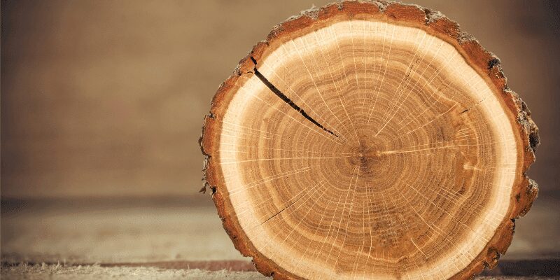 How to Preserve Wood Slices