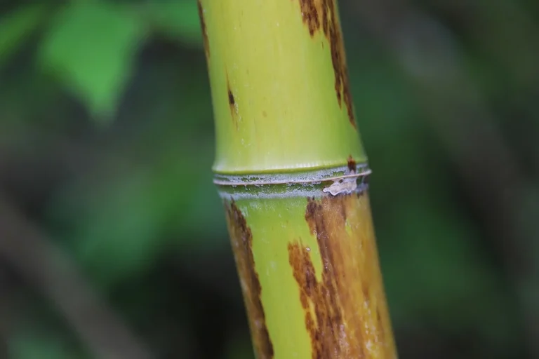 Bamboo wood close-up