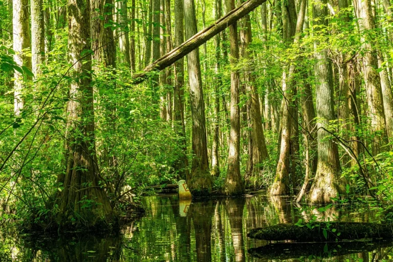 Bald cypress trees with buttressed trunks standing in swamp water