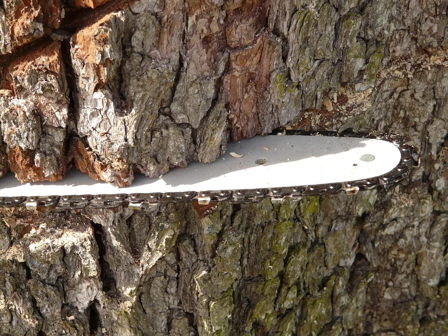 Chainsaw guide bar nose with the chain running around it, buried in a tree trunk