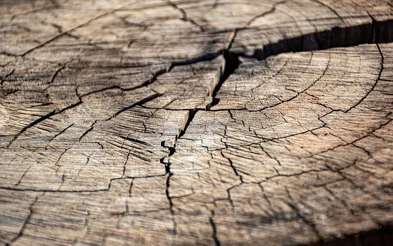 Close-up of deep end-grain checking cracks on a drying log Close-up of deep end-grain checking cracks on a drying log