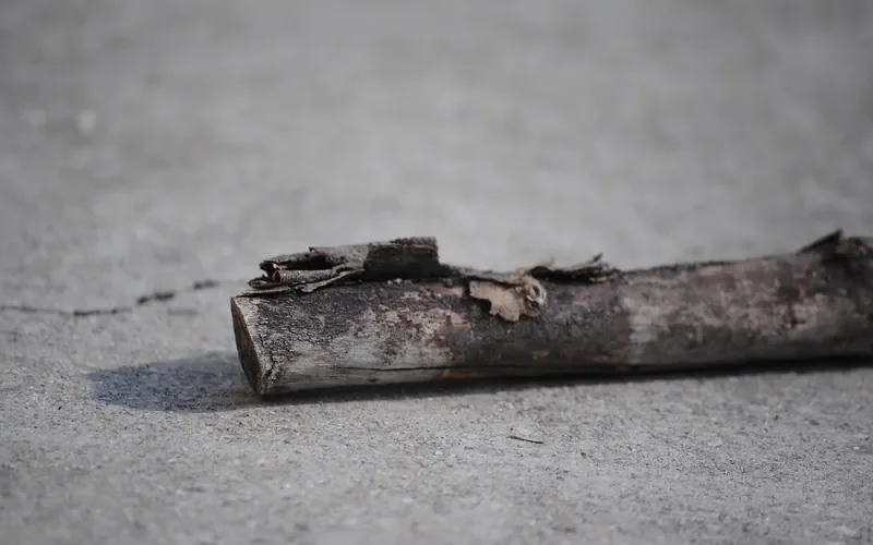 Straight hardwood branch with bark partly peeled, a starting blank for a wooden spear shaft