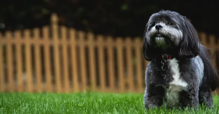 small dog standing in a fenced backyard after using a sliding glass dog door