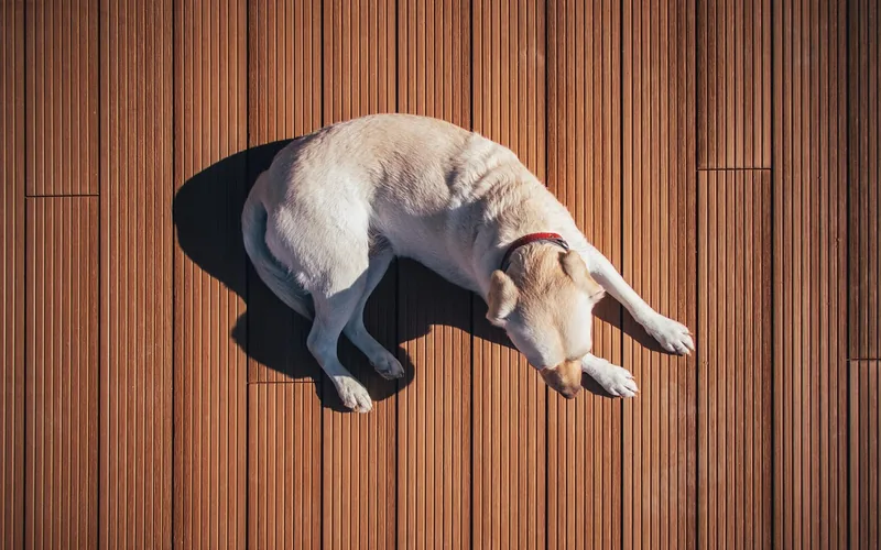 dog lying on a wood plank floor near where an accident could happen dog lying on a wood plank floor near where an accident could happen