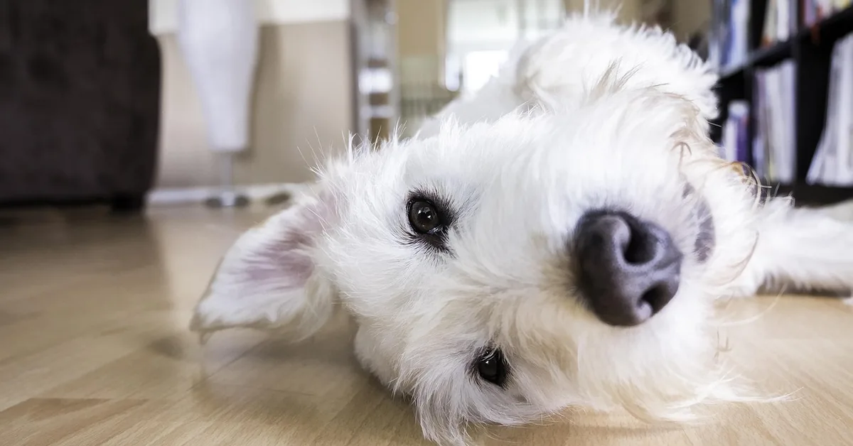 small white dog lying on a light hardwood floor indoors near a doorway