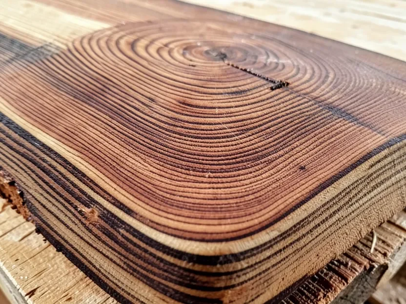 Douglas fir earlywood and latewood growth rings raw Douglas fir end grain showing alternating dense latewood and soft earlywood growth rings