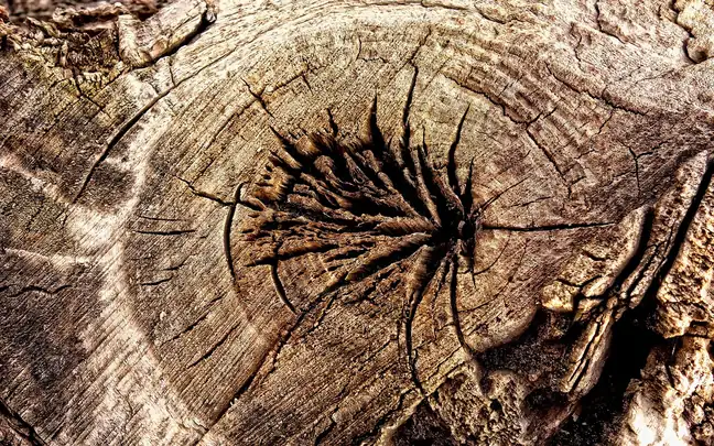 Radial checks fanning out from the center of a dried log end