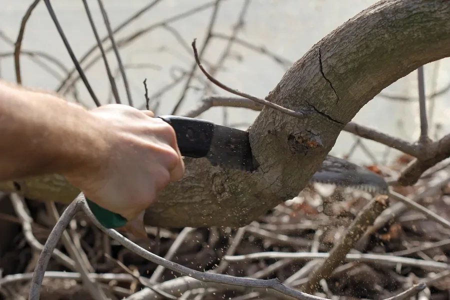 Hand cutting a curved tree branch with a folding pruning saw Hand cutting a curved tree branch with a folding pruning saw