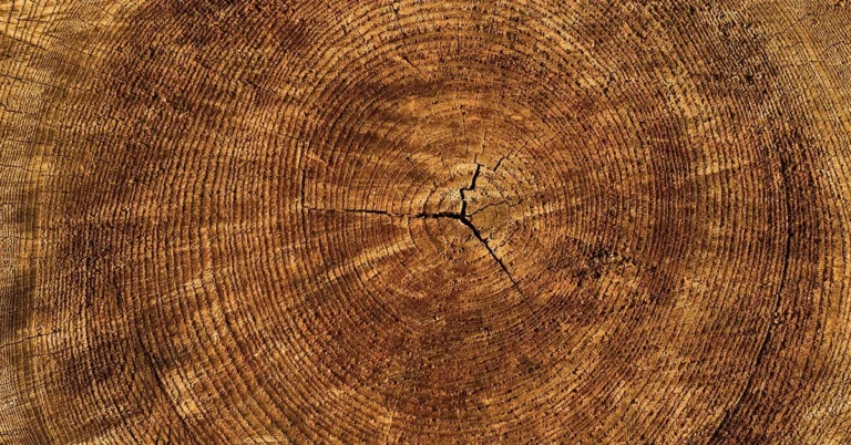 sanding wood disc round shape