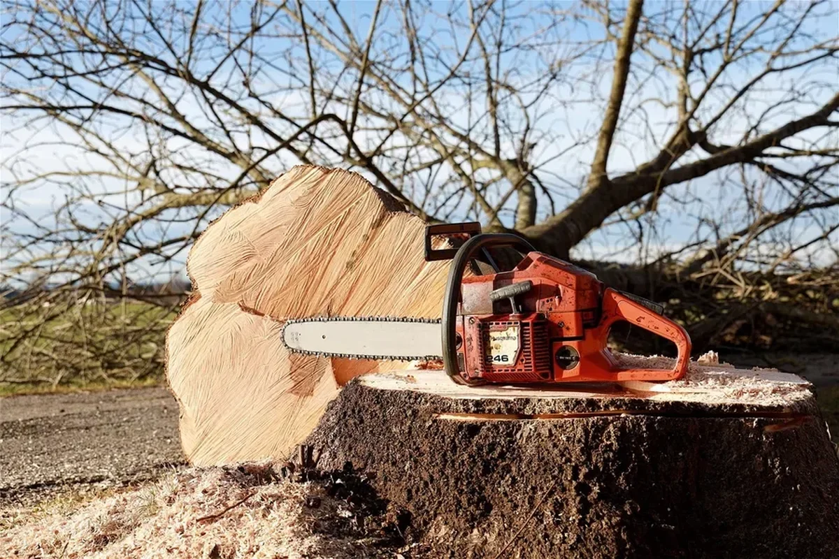 Orange Husqvarna gas chainsaw resting on a freshly cut tree stump