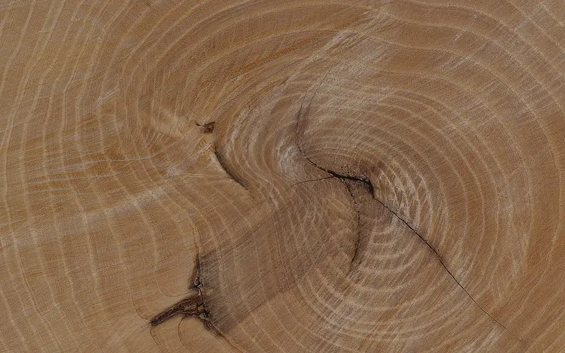 End grain of a sawn log showing growth rings and radial cracks