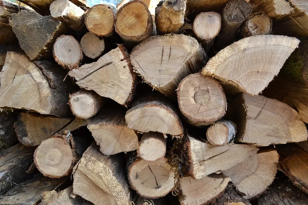 Freshly cut log ends in a firewood stack