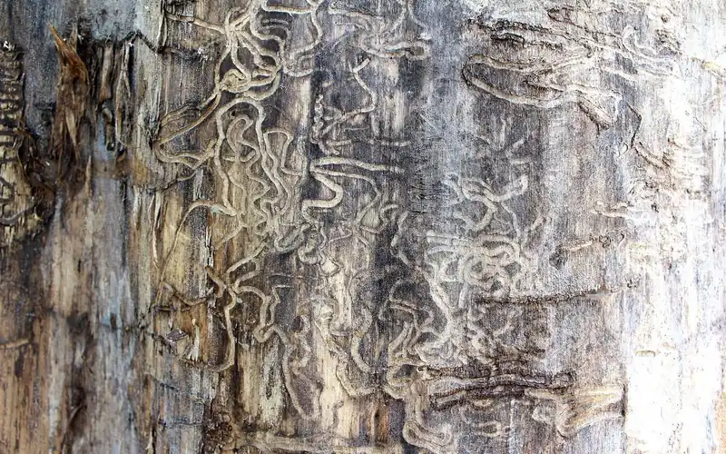 Winding termite feeding galleries carved through wood fiber