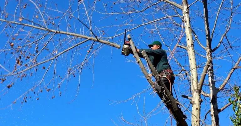 Arborist making a one-handed pruning cut from a ladder with a top-handle chainsaw