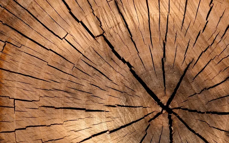 Cross section of a tree trunk showing growth rings and darker heartwood near the center Cross section of a tree trunk showing growth rings and darker heartwood near the center