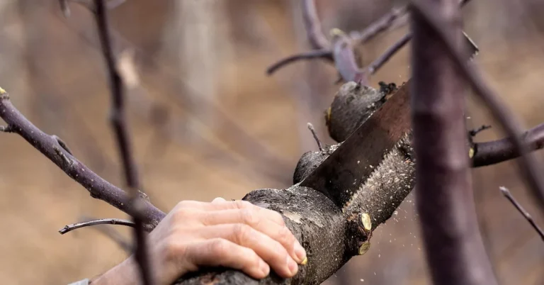 Hand using a saw to cut through a wood branch