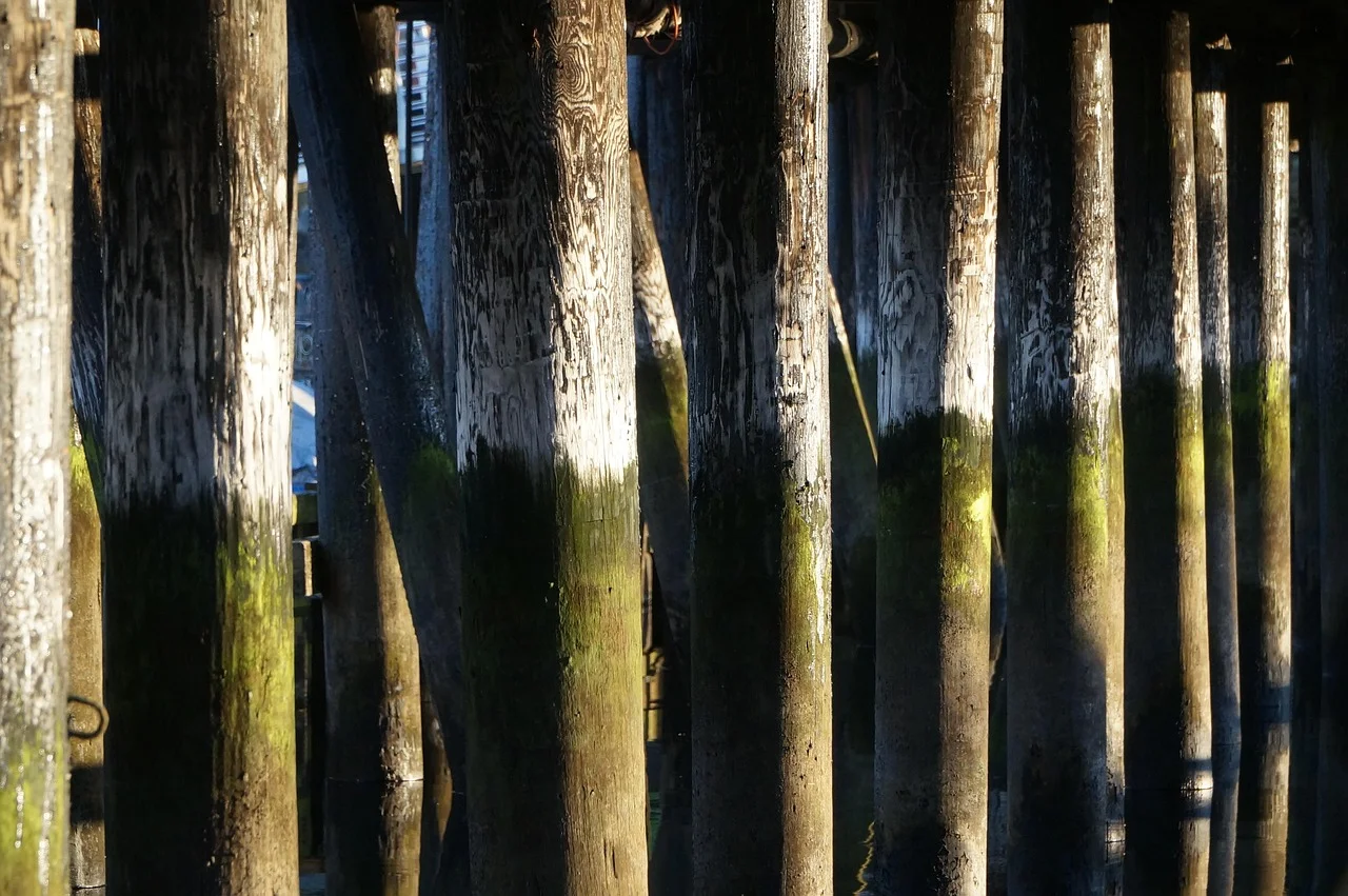 Weathered wood pilings standing in water, the kind of prolonged wet exposure cypress heartwood is built to resist