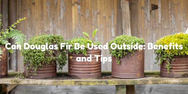 Can Douglas Fir Be Used Outside: Benefits and Tips
