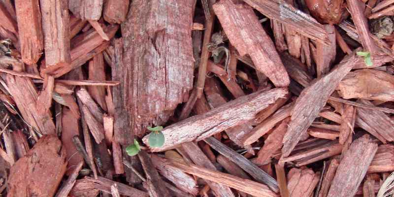 How to Dry Osage Orange Wood
