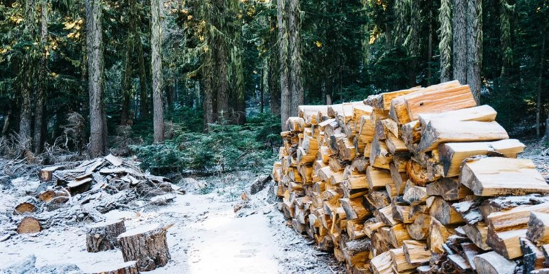 Is a Sycamore Tree Good for Firewood