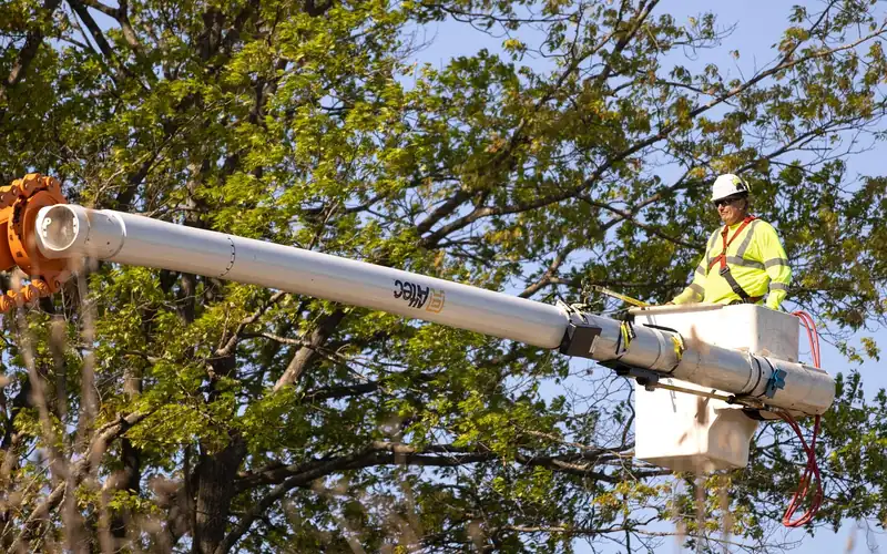 arborist pruning tree branches to reduce sap flow