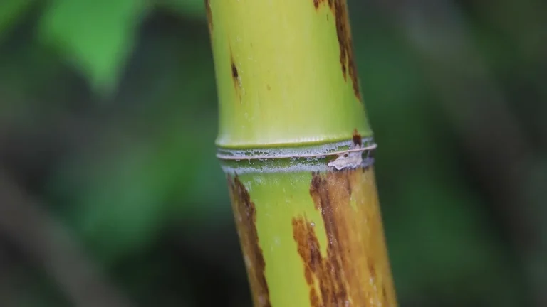 Close-up of a green bamboo stalk showing the smooth glossy outer skin and a node
