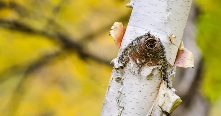 Close-up of birch tree bark showing its natural creamy white color