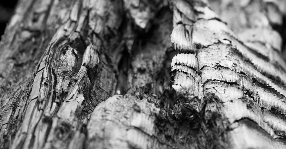 Close-up of deeply charred, cracked wood grain from the shou sugi ban torching technique