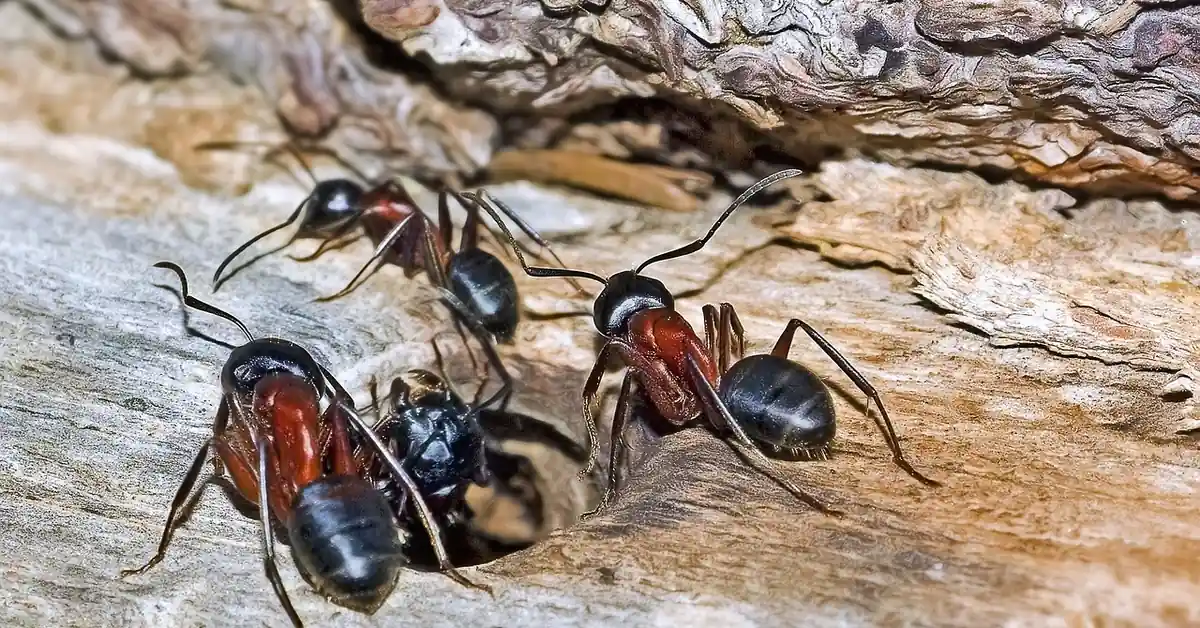 Close-up of carpenter ants excavating a wooden surface, exposing sawdust-like frass