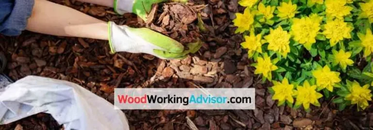 Gardener spreading cedar and pine mulch around yellow flowers in a garden bed