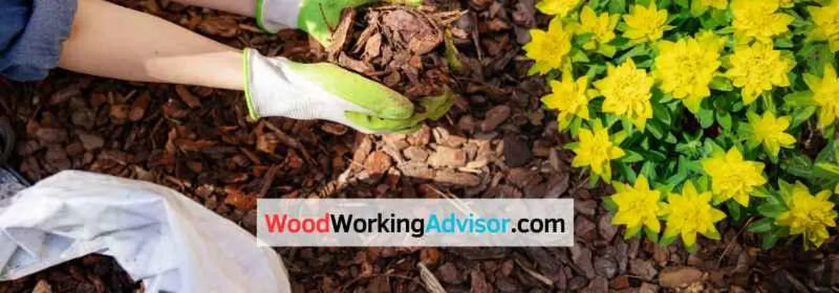 Gardener spreading cedar and pine mulch around yellow flowers in a garden bed