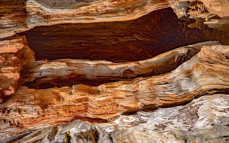 Close-up of cedar wood grain revealed after removing the gray weathered surface layer Close-up of cedar wood grain revealed after removing the gray weathered surface layer