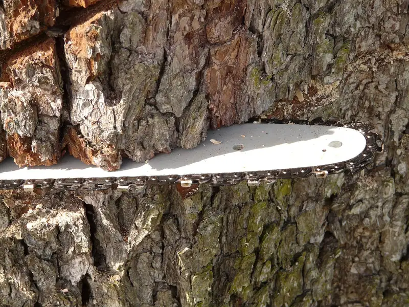 Chainsaw bar and chain buried in a tree trunk during a cut