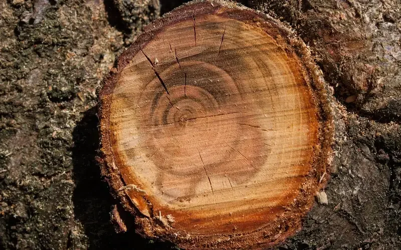 Fresh pruning cut on a tree branch showing growth rings Fresh pruning cut on a tree branch showing growth rings