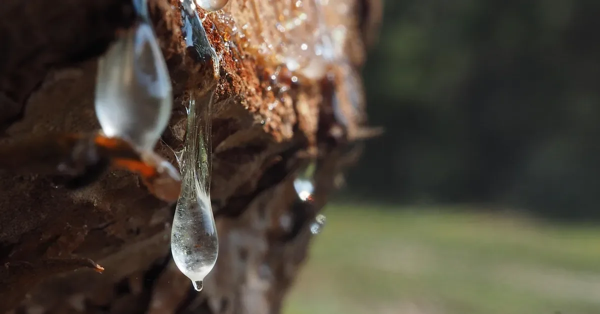 Clear tree sap dripping from a cut on a tree trunk