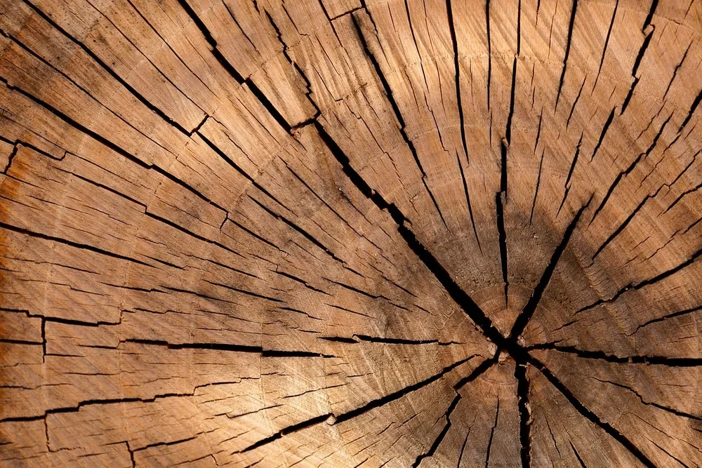 Cut log end showing growth rings and radial drying cracks