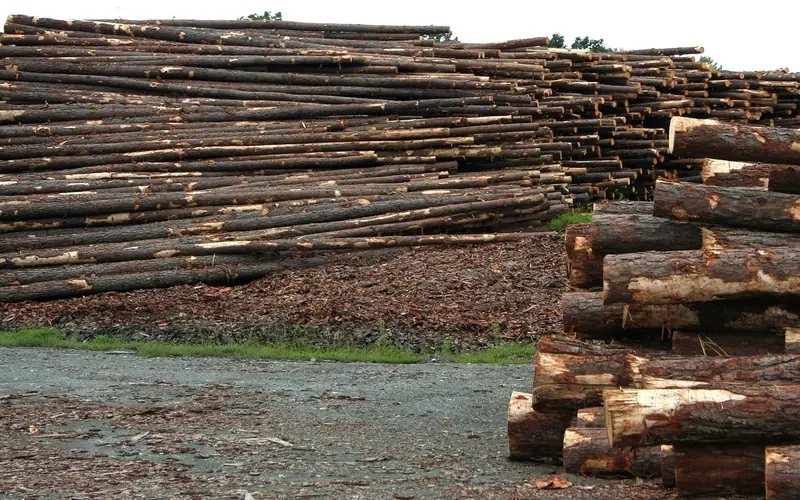 Large piles of logs in a timber yard waiting to be processed