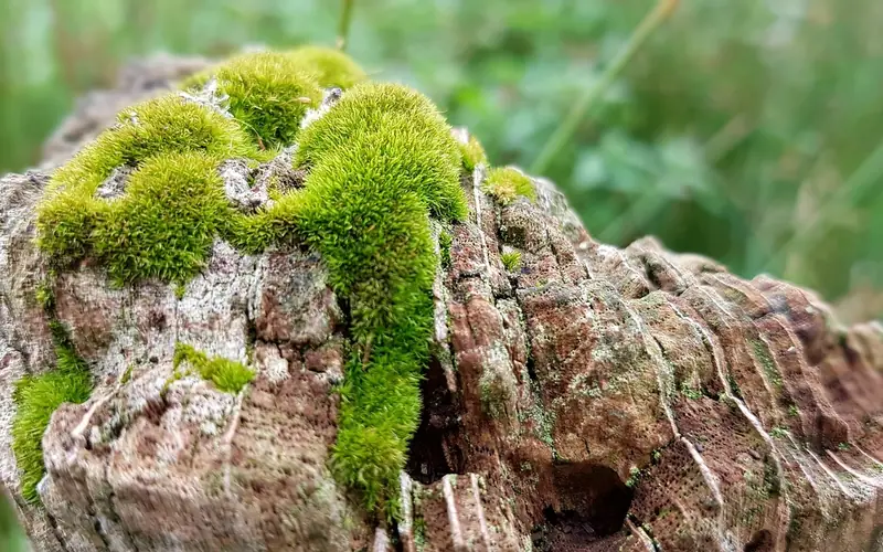Moss growing on a decaying wood stump from trapped moisture and poor ventilation