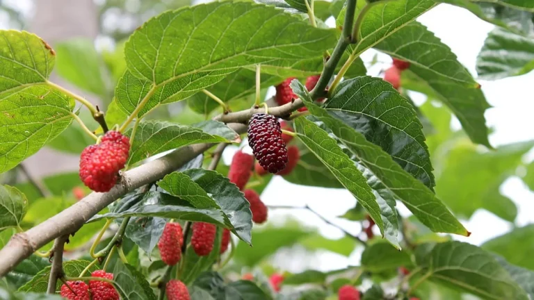 Mulberry tree branch with green leaves and ripening red and dark mulberries