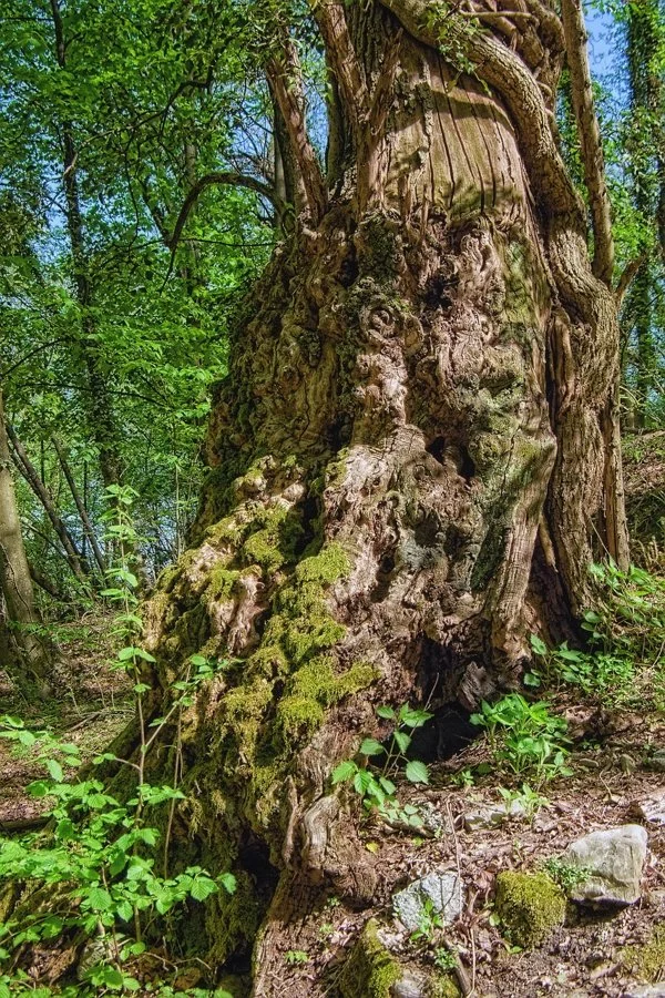 Massive gnarled trunk of an old elm tree covered in moss in a forest