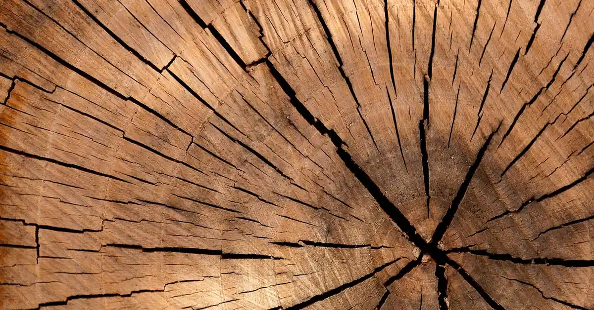 cracked end grain rings of a dried hardwood log showing radial checking