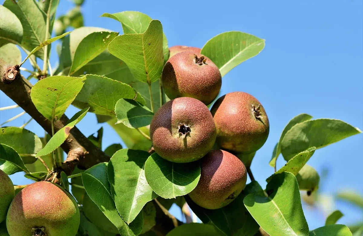 Pears ripening on a pear tree branch, one of the fruit trees that supplies fruitwood