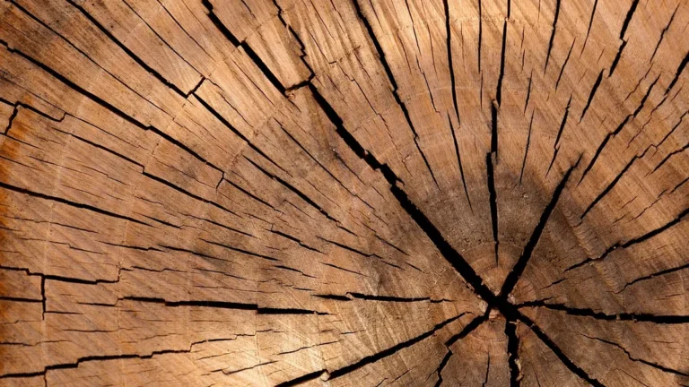 Log end showing radial checks that opened up as the unsealed end grain dried