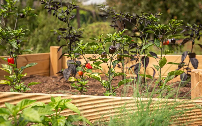 raised garden bed with wooden border edging ready for planting herbs