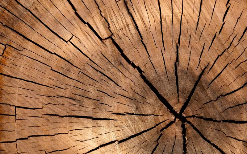 Cross section of a cut log showing the porous end grain and tree rings that need sealing to prevent checking