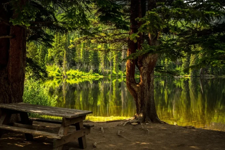 Weathered wooden picnic table beside a lake under trees, an example of untreated wood in constant outdoor moisture